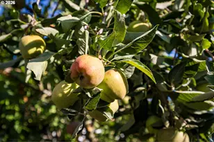 1804 Settlers Spring Dr, Salem, OR 97304 - Photo 33