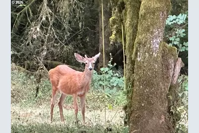 9245 NW Skyline Blvd, Portland, OR 97231 - Photo 45