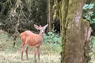 9245 NW Skyline Blvd, Portland, OR 97231 - Photo 45