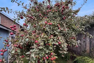 1330 Crissey Cir, Brookings, OR 97415 - Photo 37