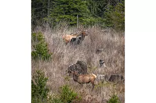 38252 S Blair Rd, Molalla, OR 97038 - Photo 47