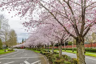 1179 SE Leander St, Hillsboro, OR 97123 - Photo 5