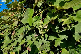 2995 Molalla Rd, Woodburn, OR 97071 - Photo 35