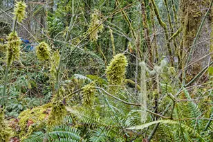 65600 E Brookside St, Welches, OR 97067 - Photo 41