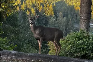 89349 Rustic Ln, Florence, OR 97439 - Photo 13