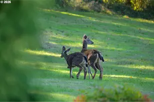 15090 SE Woodland Heights Rd, Amity, OR 97101 - Photo 47