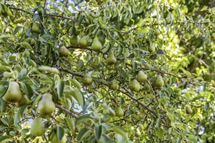 38888 Hwy 226, Scio, OR 97374 - Photo 43