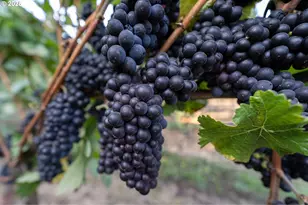 24730 SW Tile Flat Rd, Hillsboro, OR 97123 - Photo 37