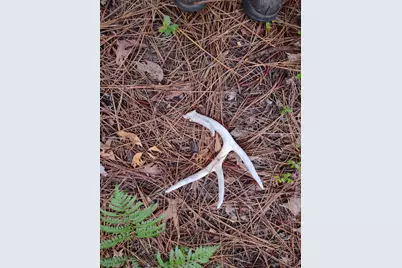 357 Collum Pond Road, Wagener, SC 29164 - Photo 79