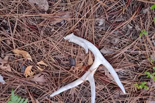 357 Collum Pond Rd, Wagener, SC 29164 - Photo 79