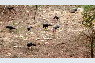 357 Collum Pond Road, Wagener, SC 29164 - Photo 83