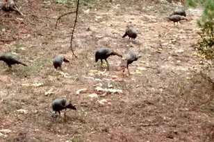 357 Collum Pond Rd, Wagener, SC 29164 - Photo 83