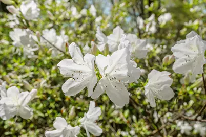 3593 Silver Bluff Road, Aiken, SC 29803 - Photo 7