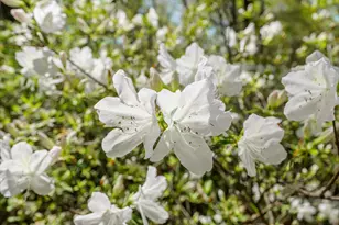3593 Silver Bluff Rd, Aiken, SC 29803 - Photo 7