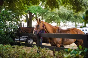 124 Driftwood Cir, Aiken, SC 29801 - Photo 49