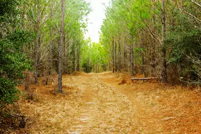 Tract 1 Festival Trail, Salley, SC 29137 - Photo 9