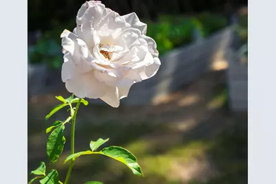 32 White Herron Circle, Aiken, SC 29801 - Photo 51