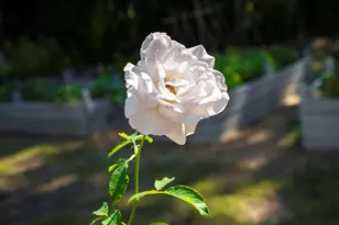 32 White Herron Cir, Aiken, SC 29801 - Photo 51