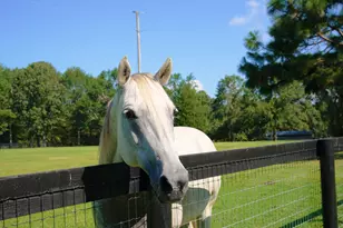 1107 Gray Mare Hollow Rd, Aiken, SC 29803 - Photo 3