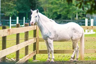 3025 Fancy Trl, Aiken, SC 29803 - Photo 9