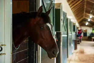 1242 Audubon Dr SE, Aiken, SC 29803 - Photo 13