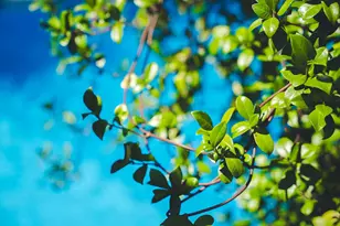 422 York St SE, Aiken, SC 29801 - Photo 75