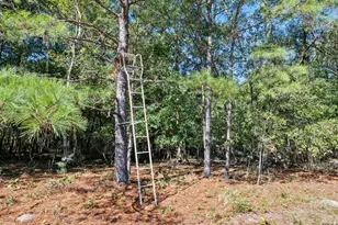 7901 Ashleigh Rd, Blackville, SC 29817 - Photo 67