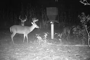 7901 Ashleigh Rd, Blackville, SC 29817 - Photo 81