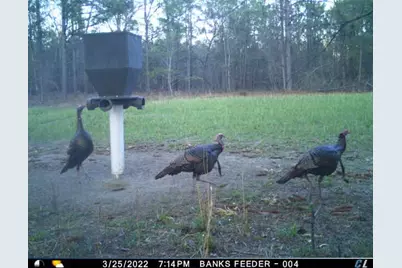 7901 Ashleigh Road, Blackville, SC 29817 - Photo 11