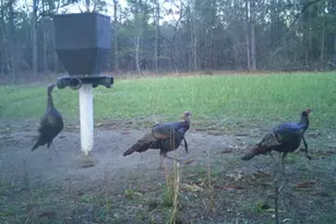 7901 Ashleigh Rd, Blackville, SC 29817 - Photo 11