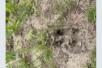 7901 Ashleigh Road, Blackville, SC 29817 - Photo 5