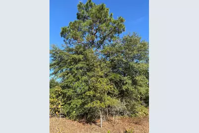 Tbd Pearl Bonnett, Windsor, SC 29856 - Photo 9