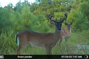 2427 Wire Rd, Aiken, SC 29805 - Photo 49