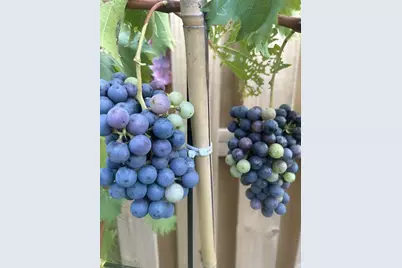 118 Wilcox Drive, Grovetown, GA 30813 - Photo 55