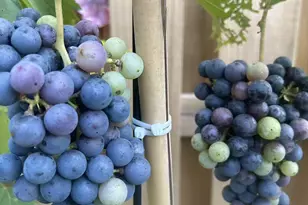 118 Wilcox Dr, Grovetown, GA 30813 - Photo 55