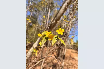 357 Collum Pond Road, Wagener, SC 29164 - Photo 83