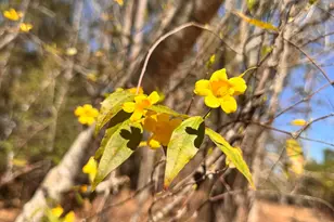 357 Collum Pond Rd, Wagener, SC 29164 - Photo 83