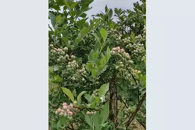 357 Collum Pond Road, Wagener, SC 29164 - Photo 79