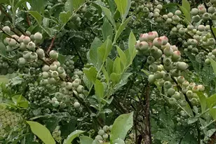 357 Collum Pond Rd, Wagener, SC 29164 - Photo 79