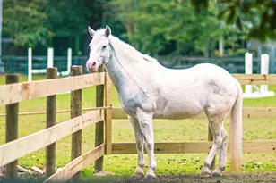 3036 Fancy Trl, Aiken, SC 29803 - Photo 11