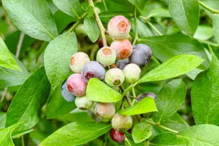 4446 Char-Augusta Rd, Bamberg, SC 29003 - Photo 39