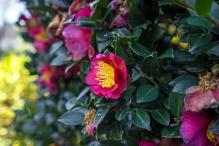 221 Double Eagle Ct, Aiken, SC 29803 - Photo 57