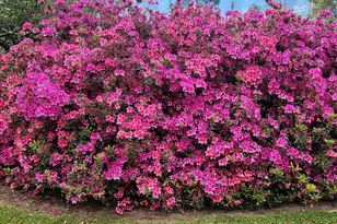 484 Powderhouse Rd SE, Aiken, SC 29801 - Photo 53