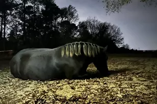 127 Martin Hollow Rd, Aiken, SC 29803 - Photo 67