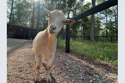 127 Martin Hollow Road, Aiken, SC 29803 - Photo 65