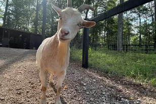 127 Martin Hollow Rd, Aiken, SC 29803 - Photo 65