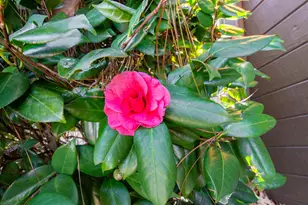 5 Prestwick Ct, Aiken, SC 29803 - Photo 21