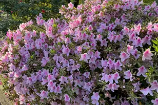 2138 Joyner Pond Rd, Aiken, SC 29803 - Photo 35