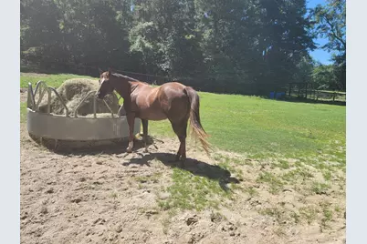 331 Glenwood Drive, Warrenville, SC 29851 - Photo 9