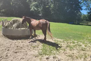 331 Glenwood Dr, Warrenville, SC 29851 - Photo 9